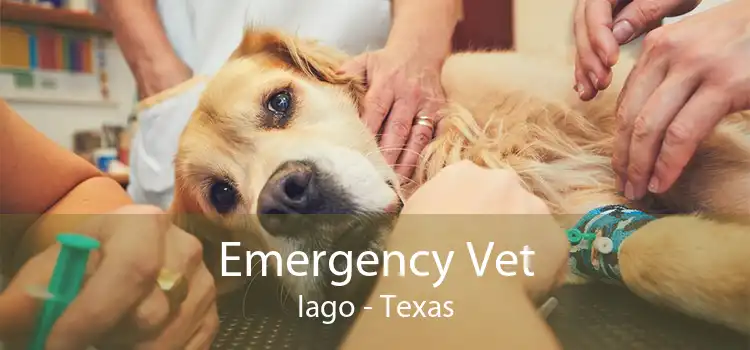Emergency Vet Iago - Texas