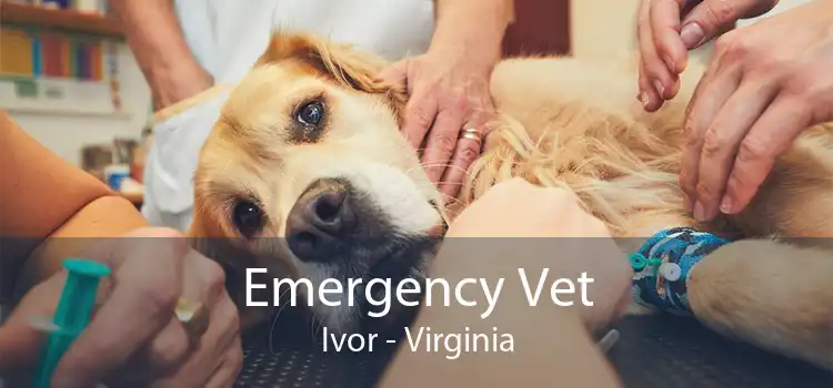 Emergency Vet Ivor - Virginia