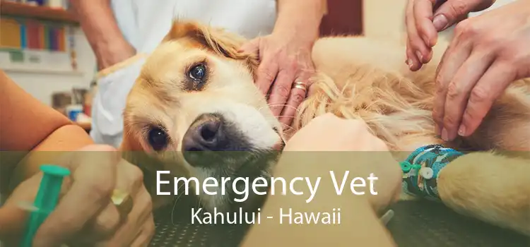 Emergency Vet Kahului - Hawaii