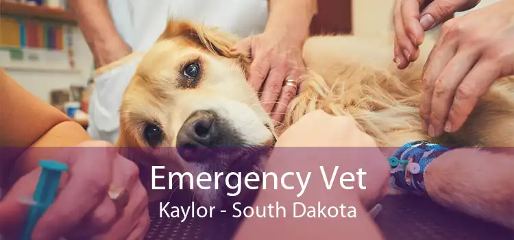Emergency Vet Kaylor - South Dakota