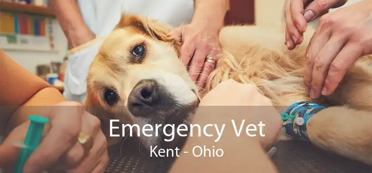 Emergency Vet Kent - Ohio