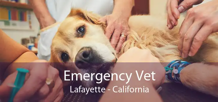 Emergency Vet Lafayette - California