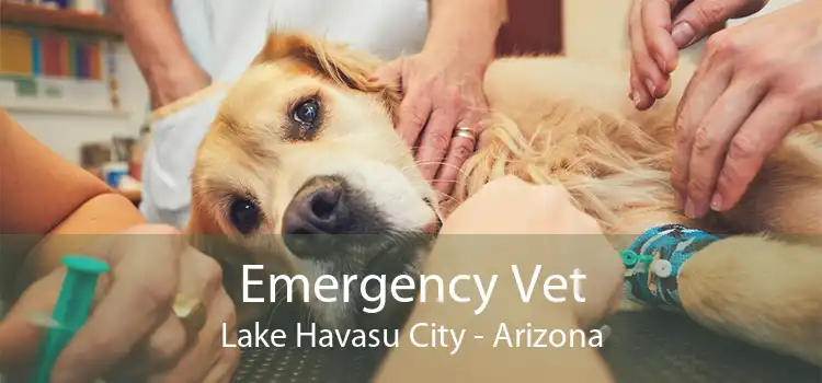 Emergency Vet Lake Havasu City - Arizona