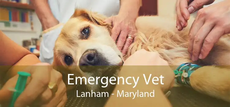 Emergency Vet Lanham - Maryland