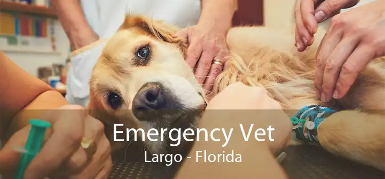 Emergency Vet Largo - Florida