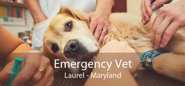 Emergency Vet Laurel - Maryland