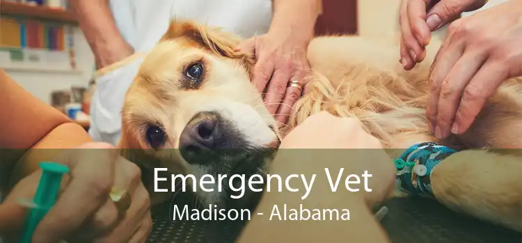 Emergency Vet Madison - Alabama