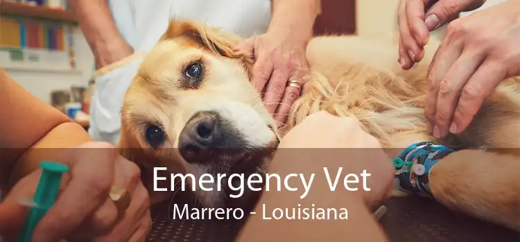 Emergency Vet Marrero - Louisiana