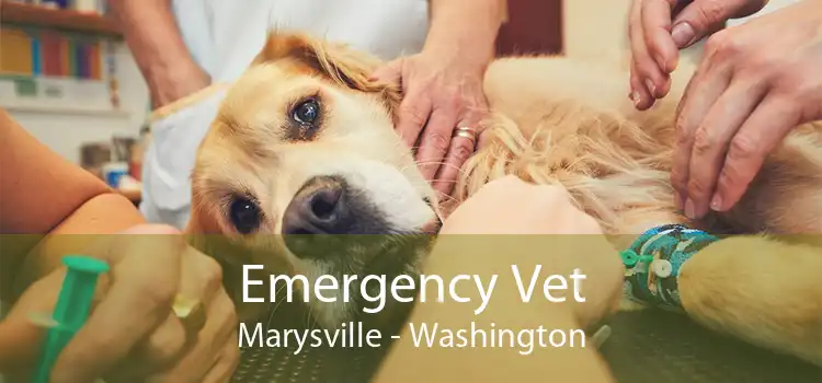 Emergency Vet Marysville - Washington