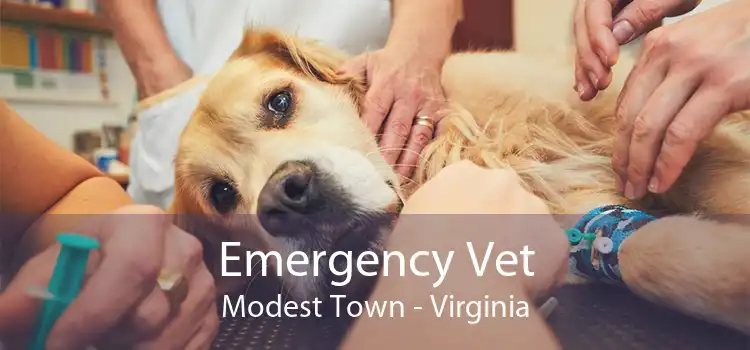 Emergency Vet Modest Town - Virginia