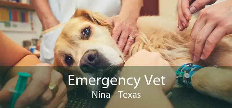 Emergency Vet Nina - Texas