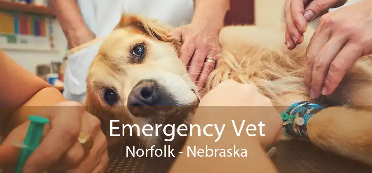Emergency Vet Norfolk - Nebraska