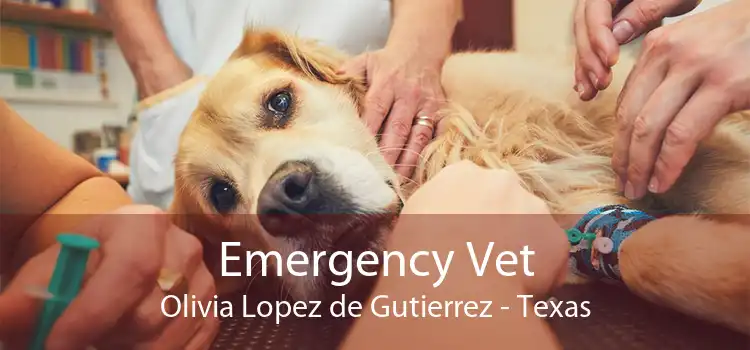 Emergency Vet Olivia Lopez de Gutierrez - Texas