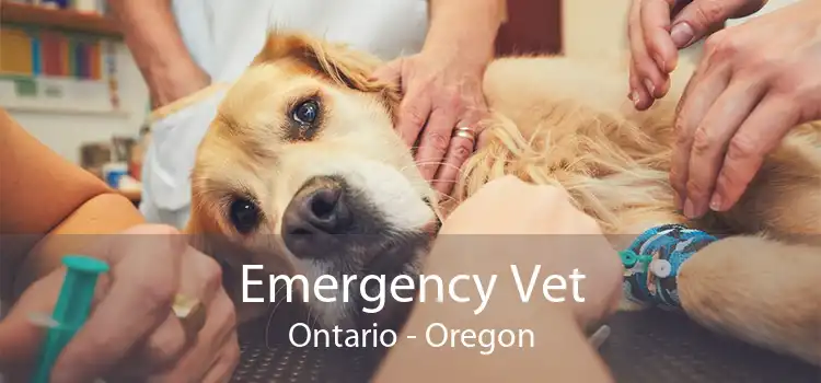 Emergency Vet Ontario - Oregon