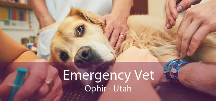 Emergency Vet Ophir - Utah