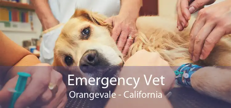 Emergency Vet Orangevale - California