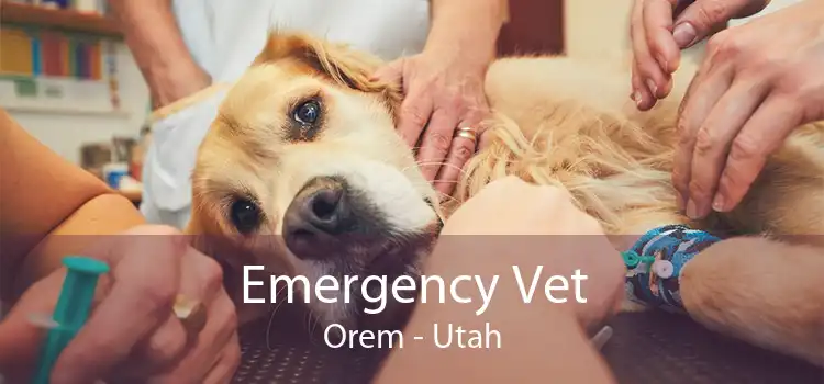 Emergency Vet Orem - Utah