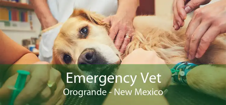 Emergency Vet Orogrande - New Mexico