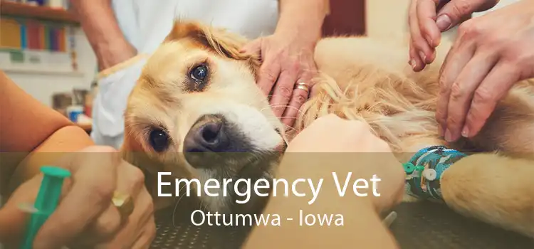 Emergency Vet Ottumwa - Iowa