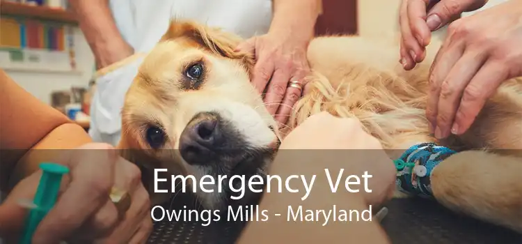 Emergency Vet Owings Mills - Maryland