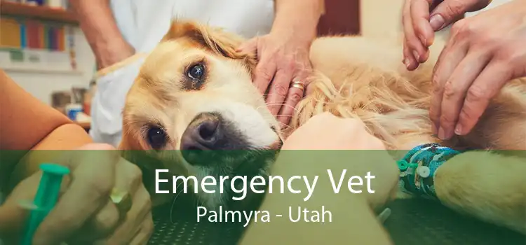 Emergency Vet Palmyra - Utah