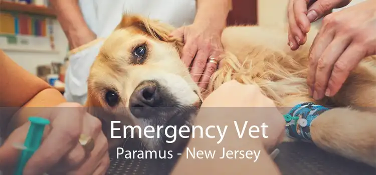 Emergency Vet Paramus - New Jersey