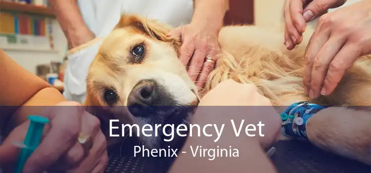 Emergency Vet Phenix - Virginia