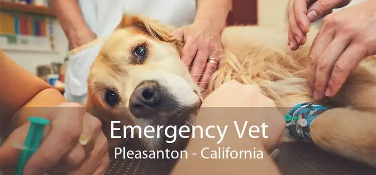 Emergency Vet Pleasanton - California