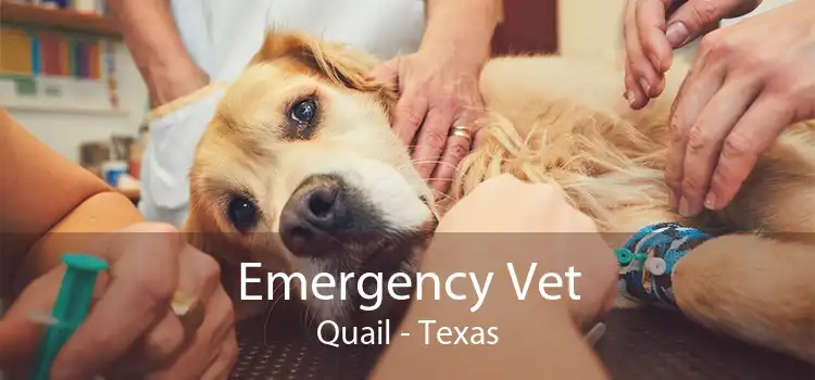 Emergency Vet Quail - Texas