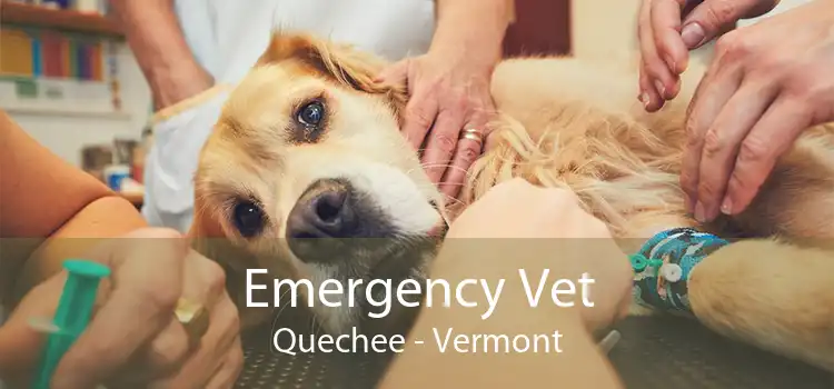 Emergency Vet Quechee - Vermont