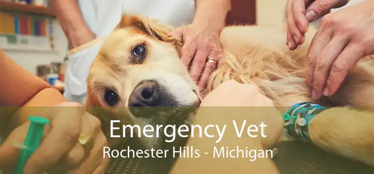 Emergency Vet Rochester Hills - Michigan