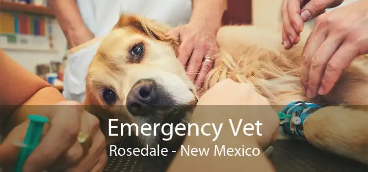 Emergency Vet Rosedale - New Mexico