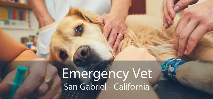 Emergency Vet San Gabriel - California