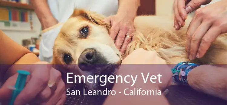 Emergency Vet San Leandro - California