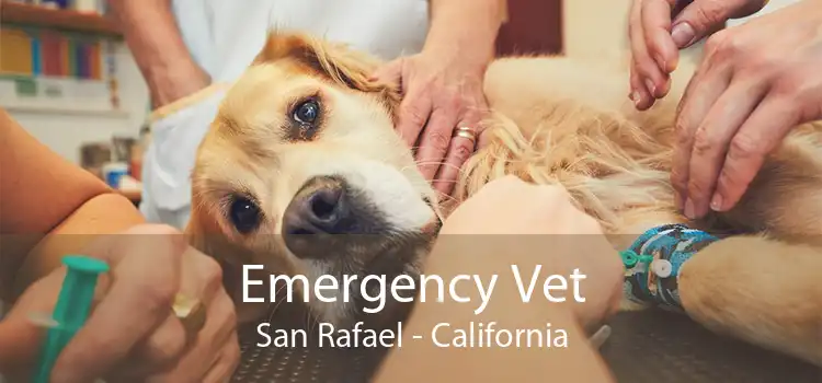 Emergency Vet San Rafael - California