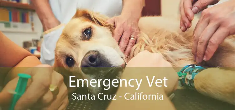 Emergency Vet Santa Cruz - California