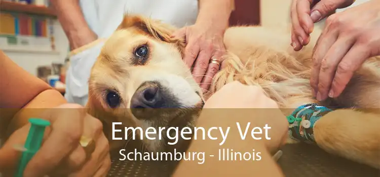 Emergency Vet Schaumburg - Illinois