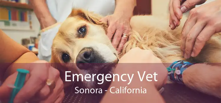 Emergency Vet Sonora - California