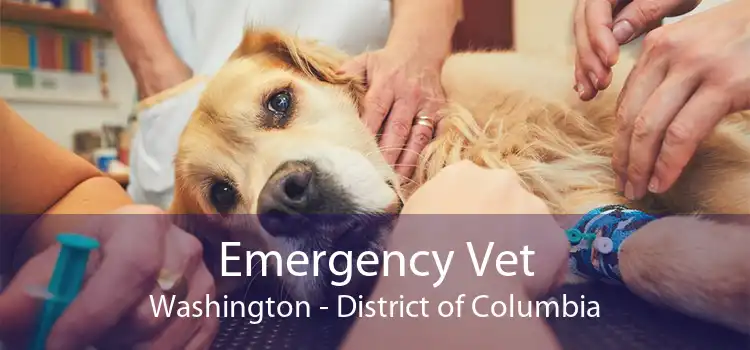 Emergency Vet Washington - District of Columbia