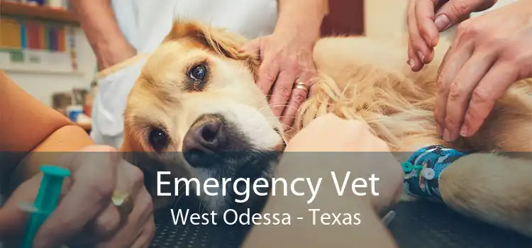 Emergency Vet West Odessa - Texas