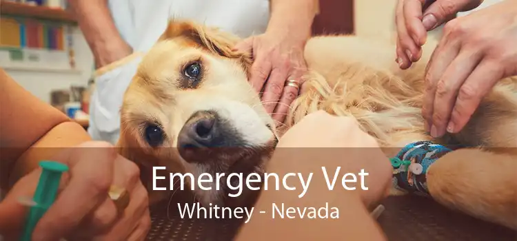 Emergency Vet Whitney - Nevada