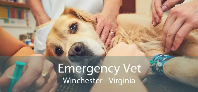 Emergency Vet Winchester - Virginia