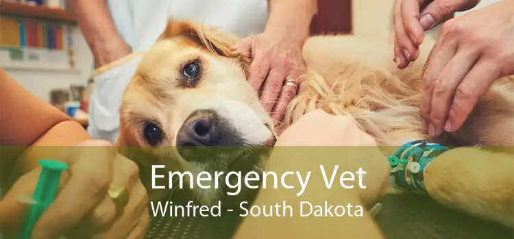 Emergency Vet Winfred - South Dakota