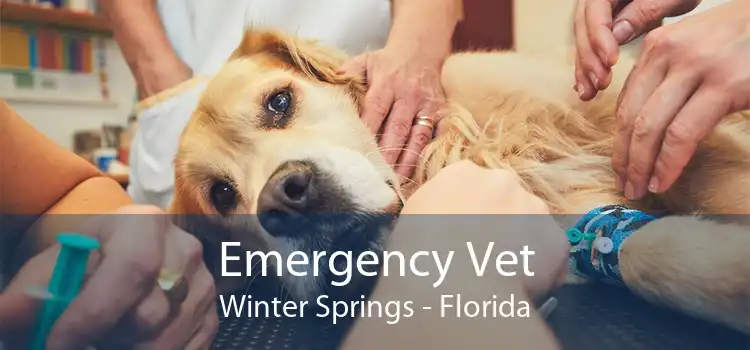 Emergency Vet Winter Springs - Florida