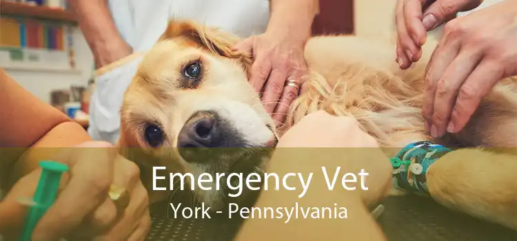 Emergency Vet York - Pennsylvania