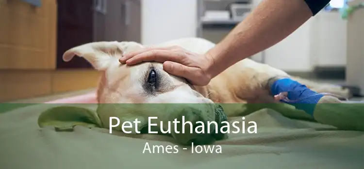 Pet Euthanasia Ames - Iowa