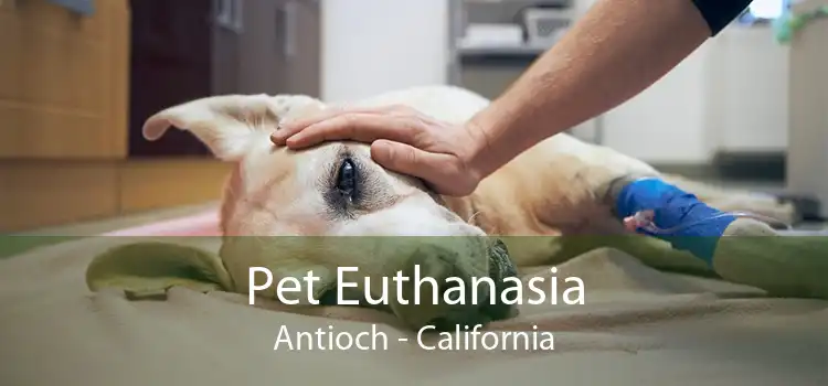 Pet Euthanasia Antioch - California