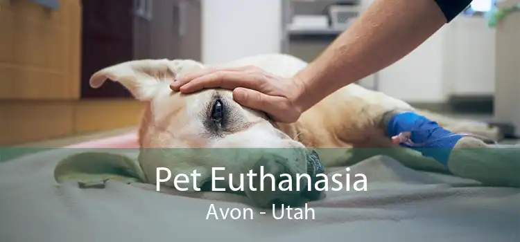 Pet Euthanasia Avon - Utah