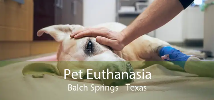 Pet Euthanasia Balch Springs - Texas