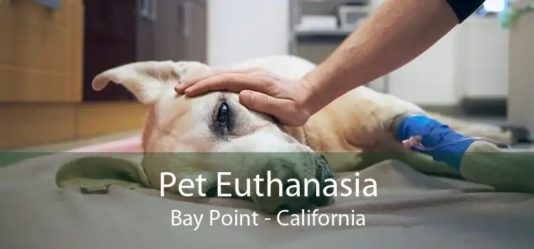 Pet Euthanasia Bay Point - California